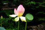 Flowers At The Zoo4 by PridesCrossing