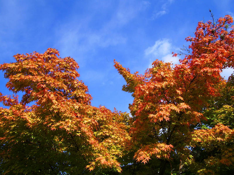 Autumn Leaves by shadowed-light-waves