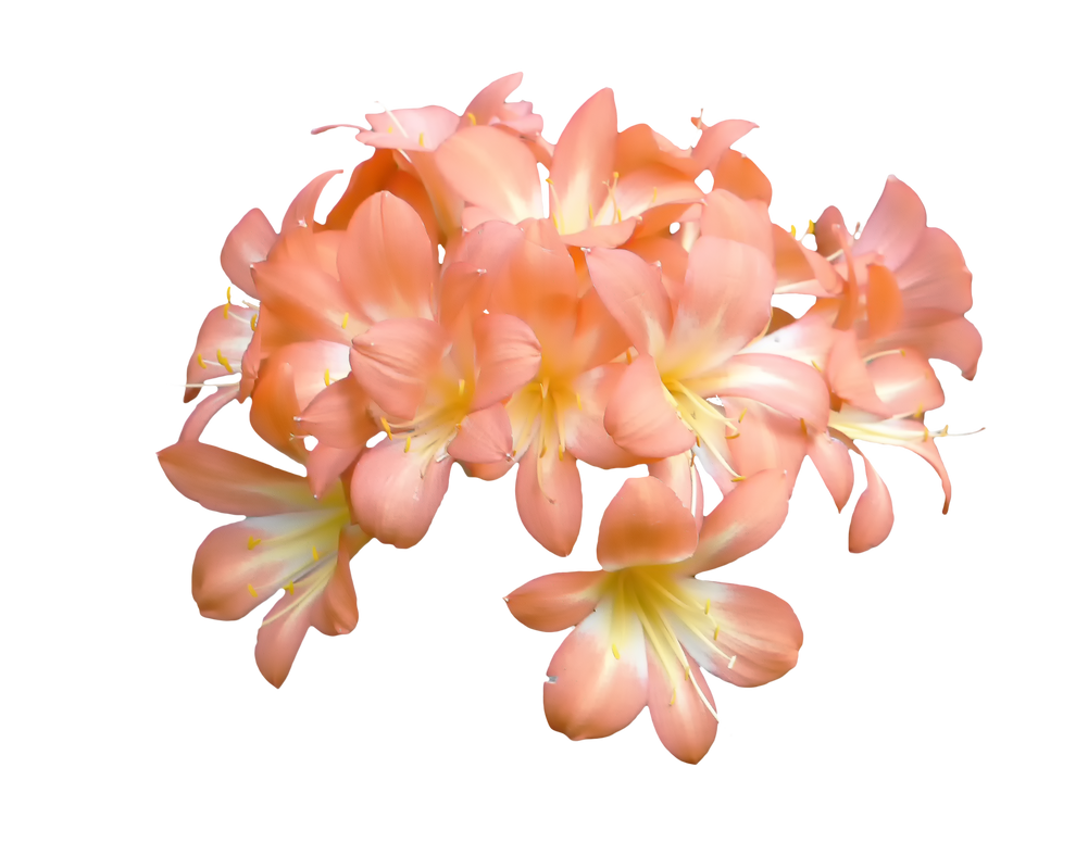 Peach Coloured Flower by Pandymonium62 on DeviantArt