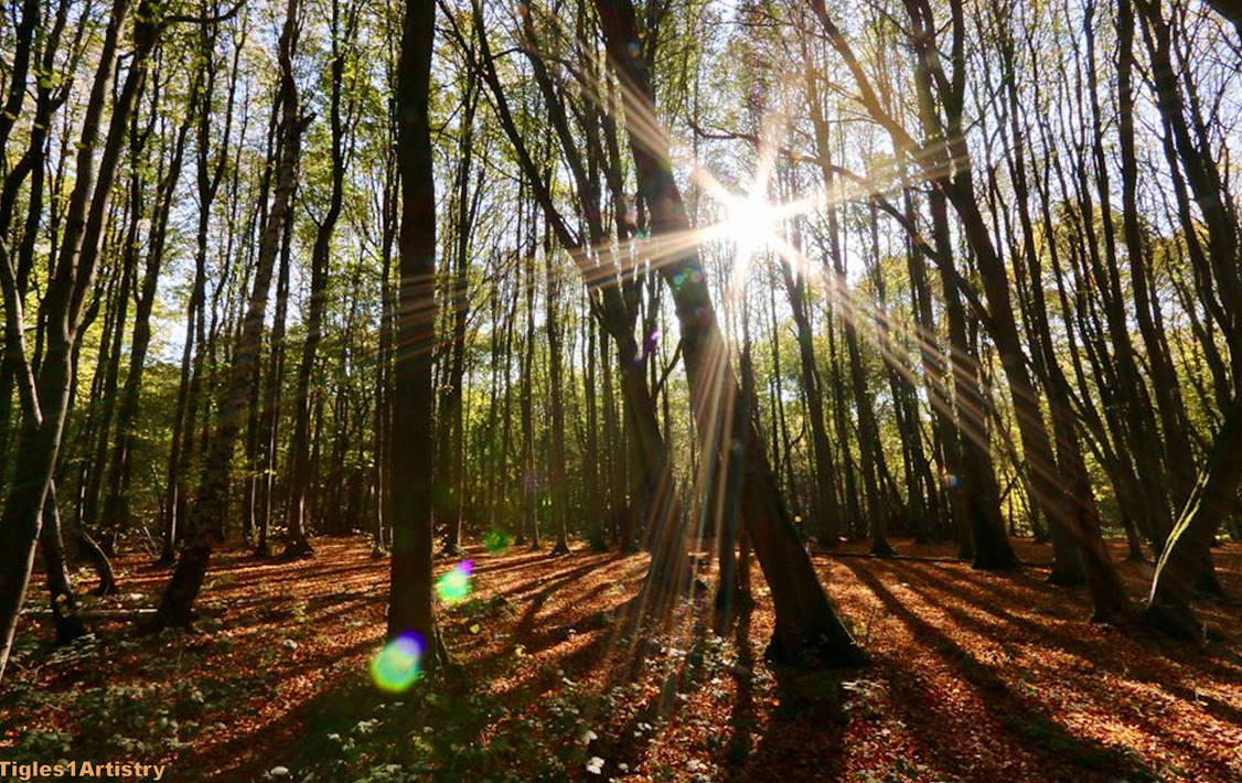 Let The Sunshine In... by Tigles1Artistry Let The Sunshine In... by Tigles1Artistry