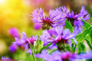 Lightness... by Tigles1Artistry