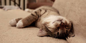 My sleeping beauty by nnia