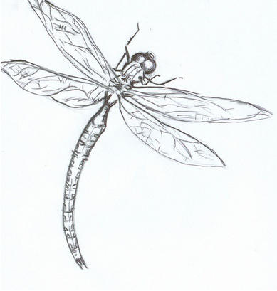 dragonfly by embryo-spark on DeviantArt