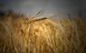 One of a billion by T4Del