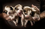 Puppies by TimelessImages
