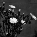 Light my way... by WhiteBook