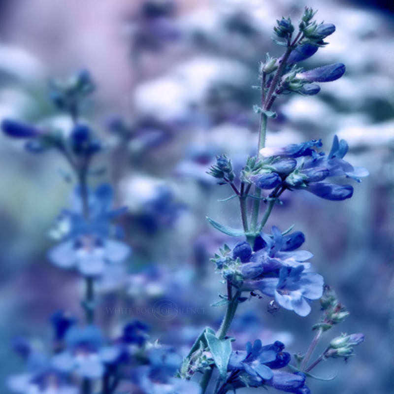Nature fragrance by WhiteBook