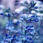 Nature fragrance by WhiteBook
