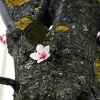 Light of the Existence by WhiteBook