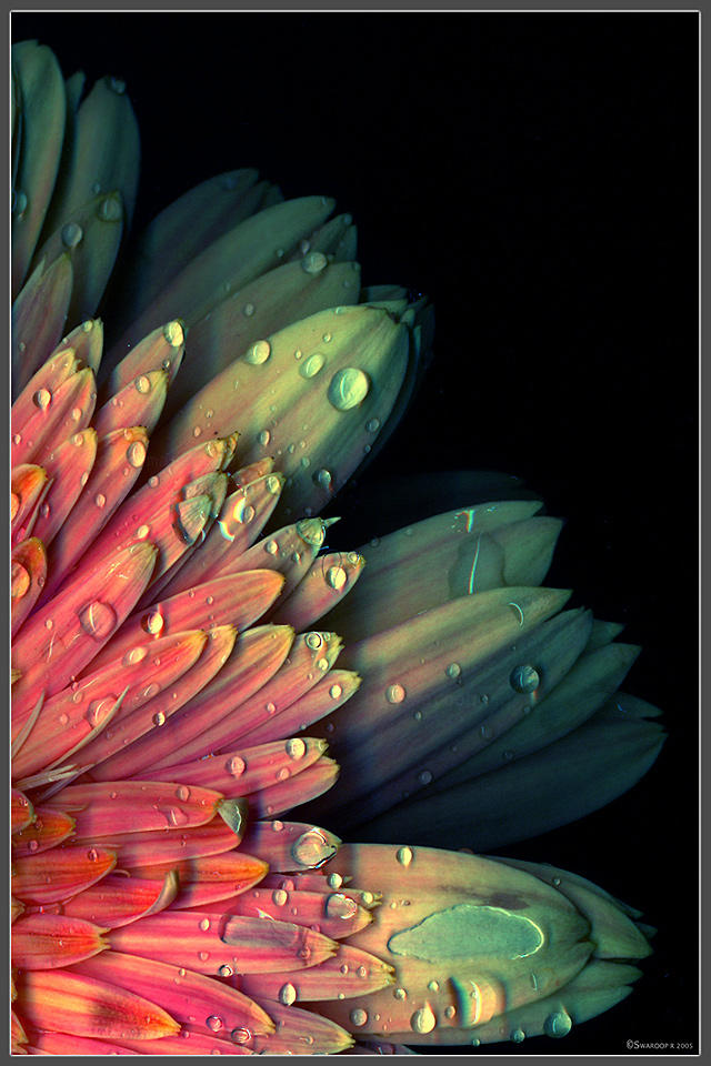 Natural hues by Swaroop