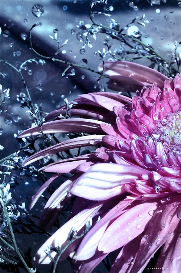 Silver pink by Swaroop