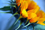 Sunflower by datkin