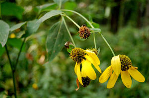 yellow by oursilhouettes