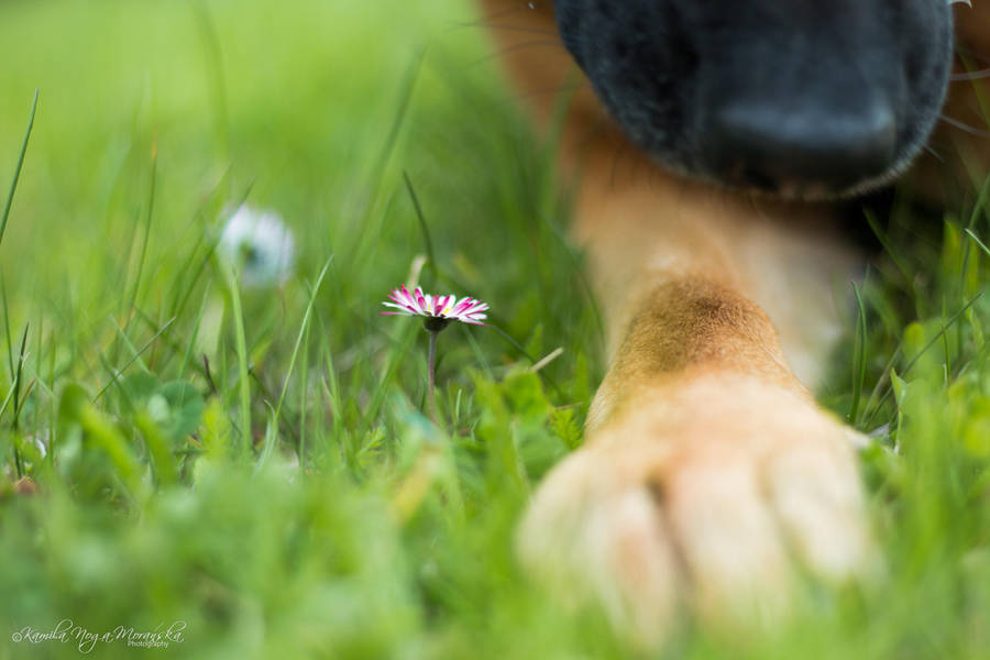 Smell Of Grass by Calibries on DeviantArt