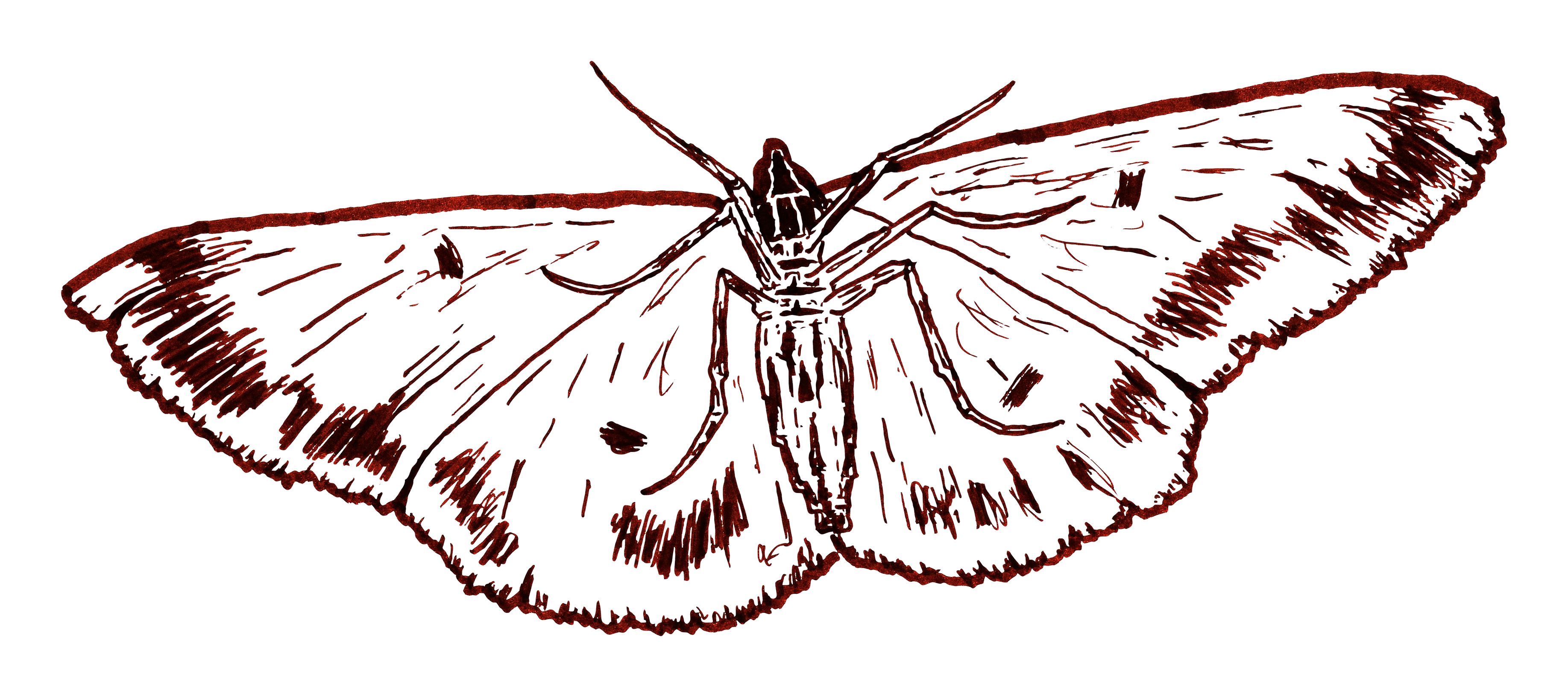 Moth by RetSamys
