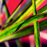 C o l o r l i n e by MarcoHeisler