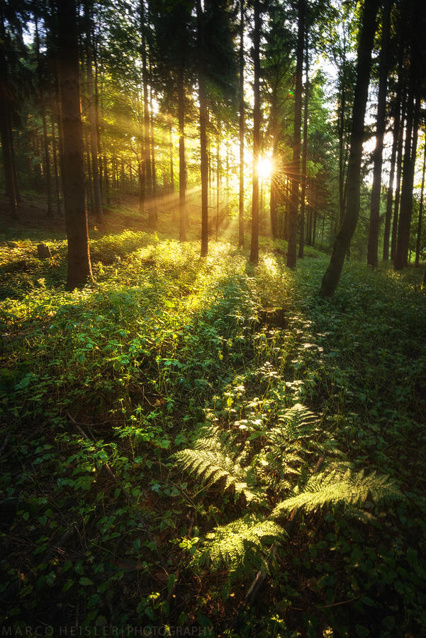 Morning Star by MarcoHeisler