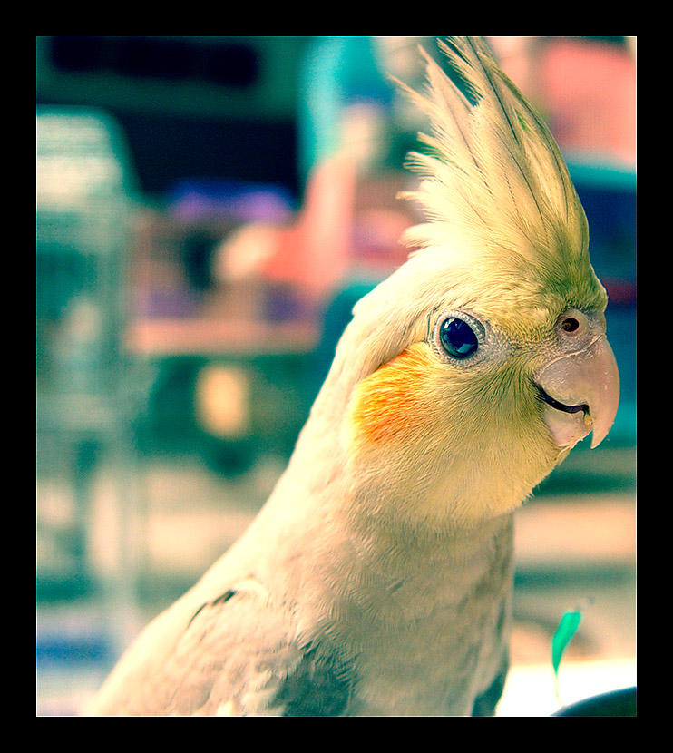 Parrot Baby by geckokid