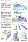 Bird's wing anatomy by unkraut