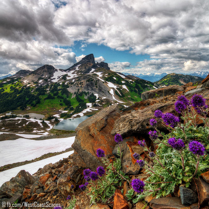 Purple Fringes by IvanAndreevich