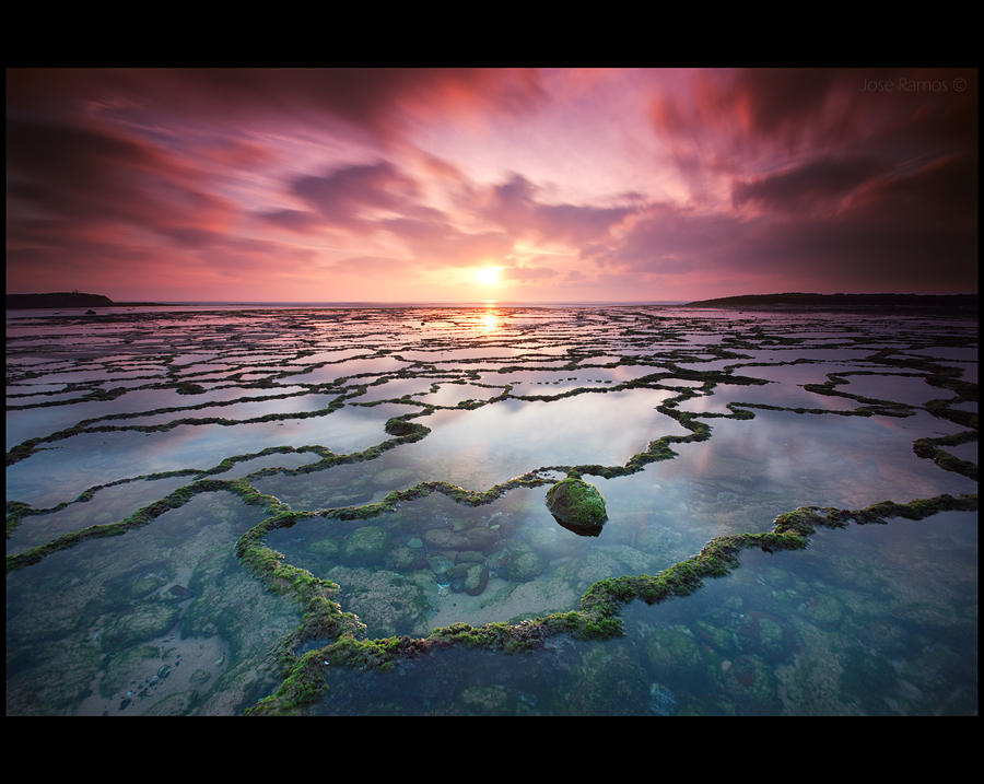 The Natural Networks by Inebriantia The Natural Networks by Inebriantia