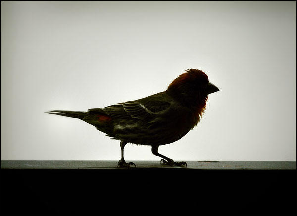 Cute Finch by jezebel