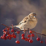 .:Backyard Sparrow:. by RHCheng