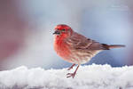 .:Snowy Finch:. by RHCheng