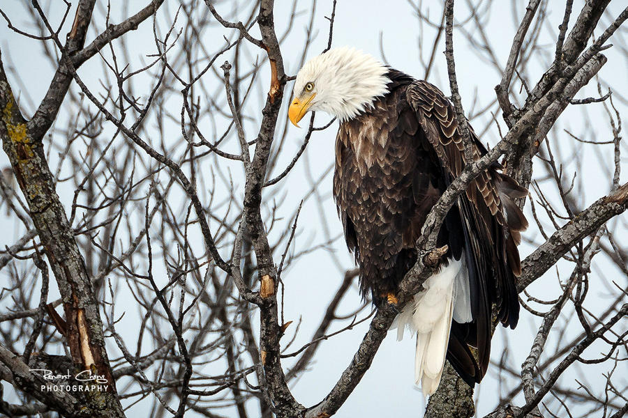 .:Perched Eagle:. by RHCheng