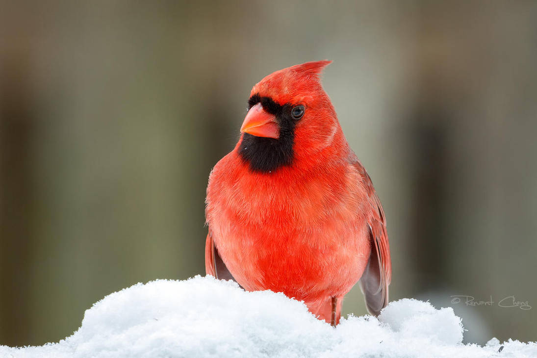.:Red Cardinal:. by RHCheng