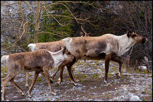Alaska Highway Caribou, BC (2004) by Khoshq