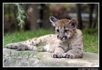 Cougar Cub by UrsusAmericanus