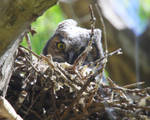 Long-eared Owl Peeking by swashbuckler