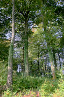 HDR Forest - V by MD-Arts