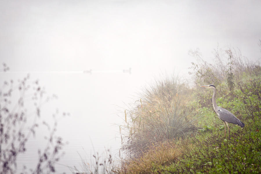 Cold foggy late autumn morning by hrvojemihajlic