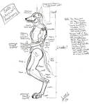 Basic Werewolf Anatomy by Snotted