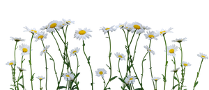 Jasmine flowers on a transparent background. by PRUSSIAART ...