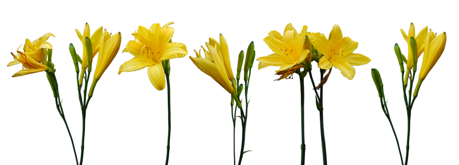 Yellow Lilies by Eirian-stock