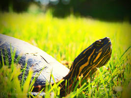 Hidden Turtle part 2 by LakeRoad