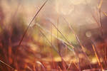 Trawy. by shadddow