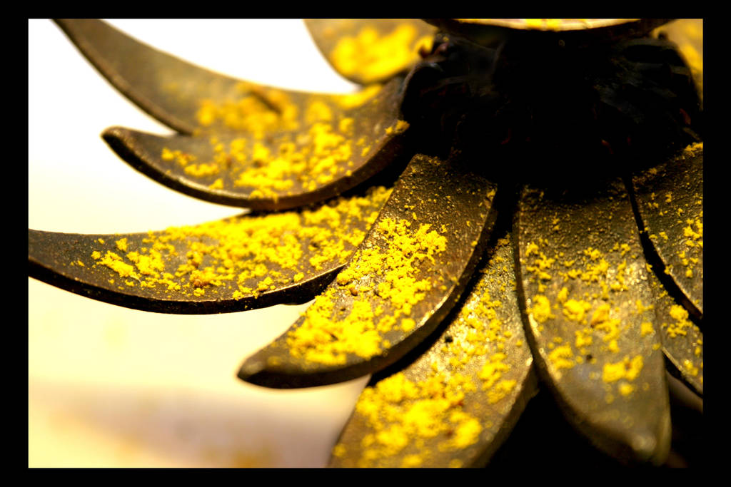 Sunflower by Moonbeam13