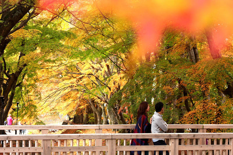 Momiji Corridor @ Kawaguchiko Lake (Fujisan) by elpheal