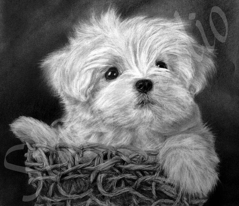 White Maltese Puppy by JamiePickering