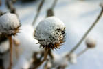 Winter Memories by ezechielkupica