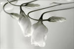 pure... by grandma-S