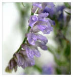 ...out of focus... by grandma-S