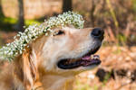 Flower Child II by JenFruzz