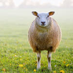 Two legged sheep by Indots