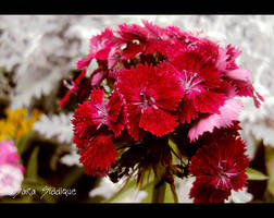 F04 by Deja-Vu-Afterglow