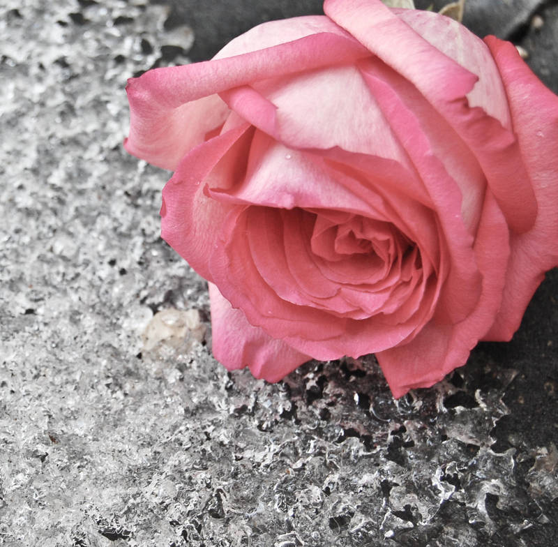 Frozen Rose by misticloudz